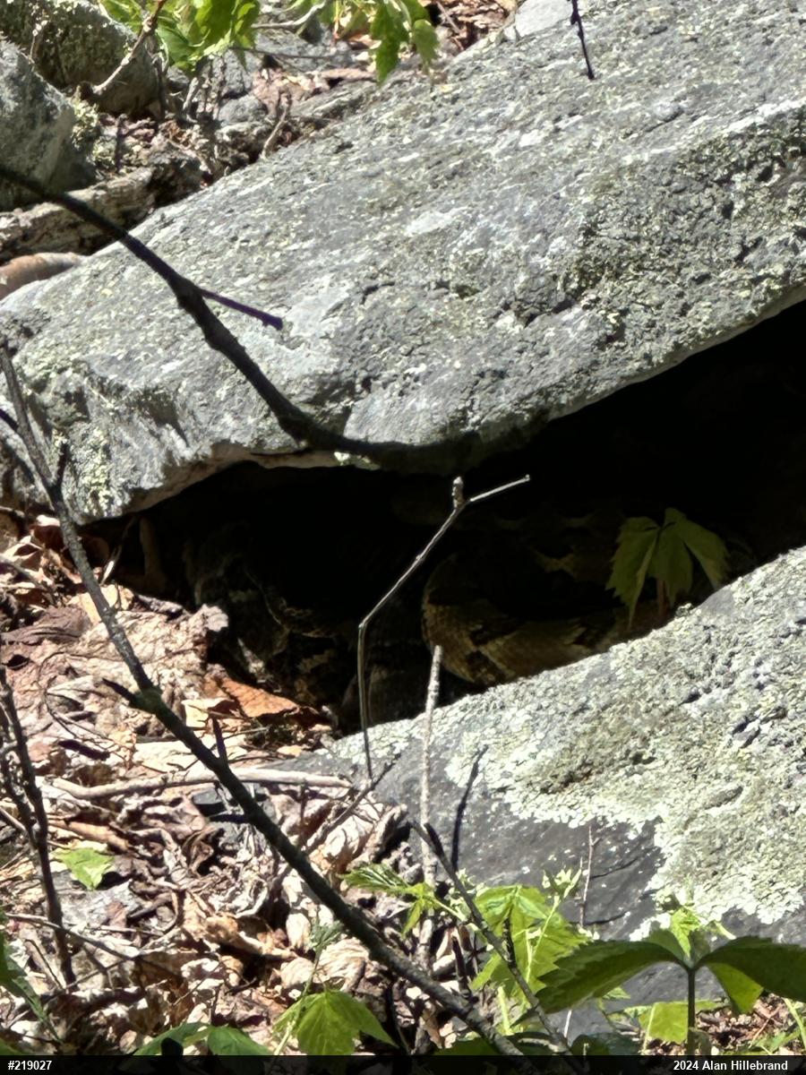 Timber Rattlesnake