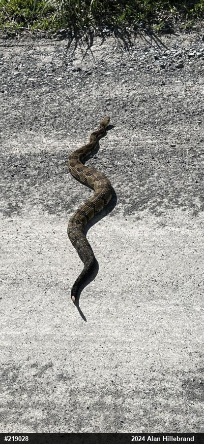 Timber Rattlesnake
