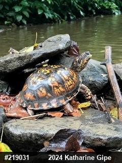 Eastern Box Turtle
