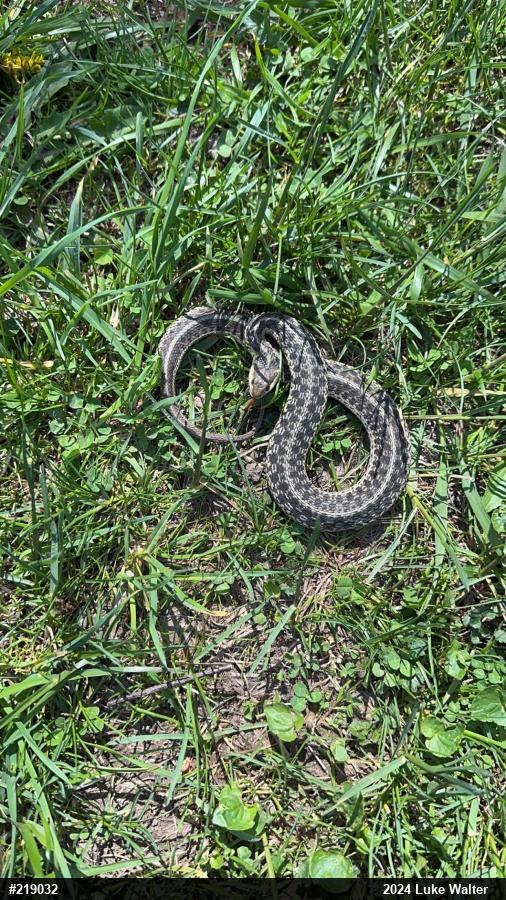 Eastern Gartersnake