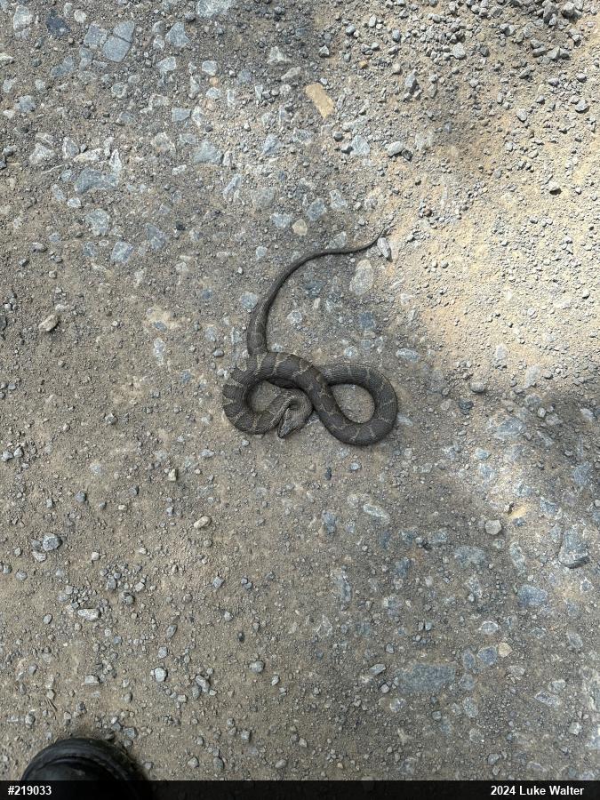 Northern Watersnake