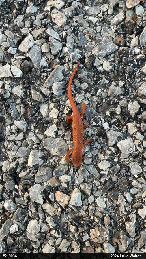 Red-spotted Newt