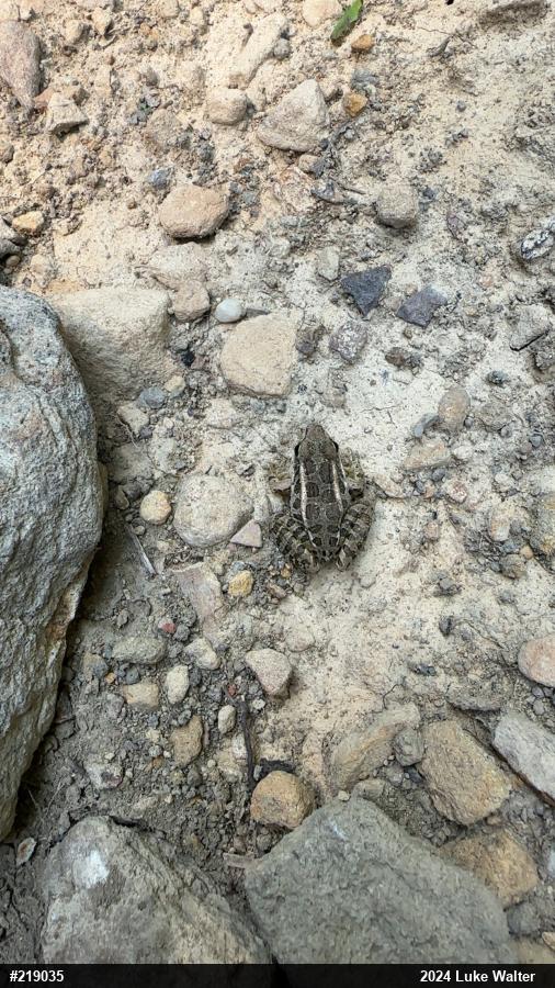 Pickerel Frog