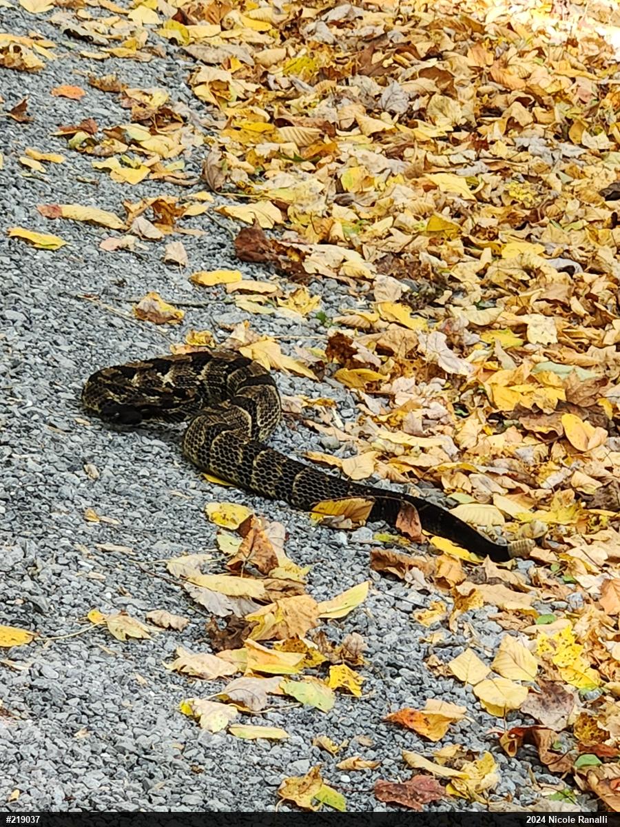 Timber Rattlesnake