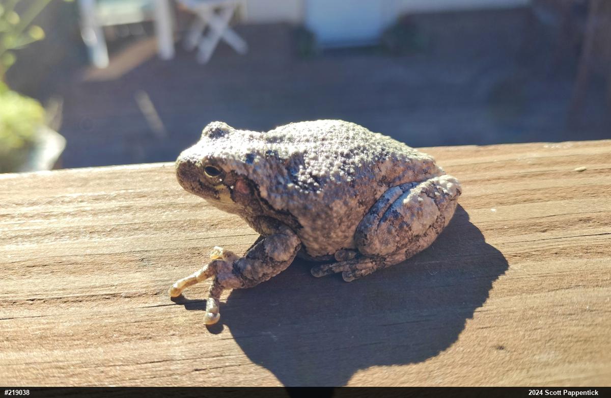 Unknown Gray Treefrog