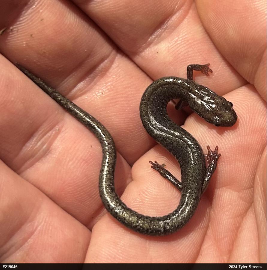 Valley And Ridge Salamander