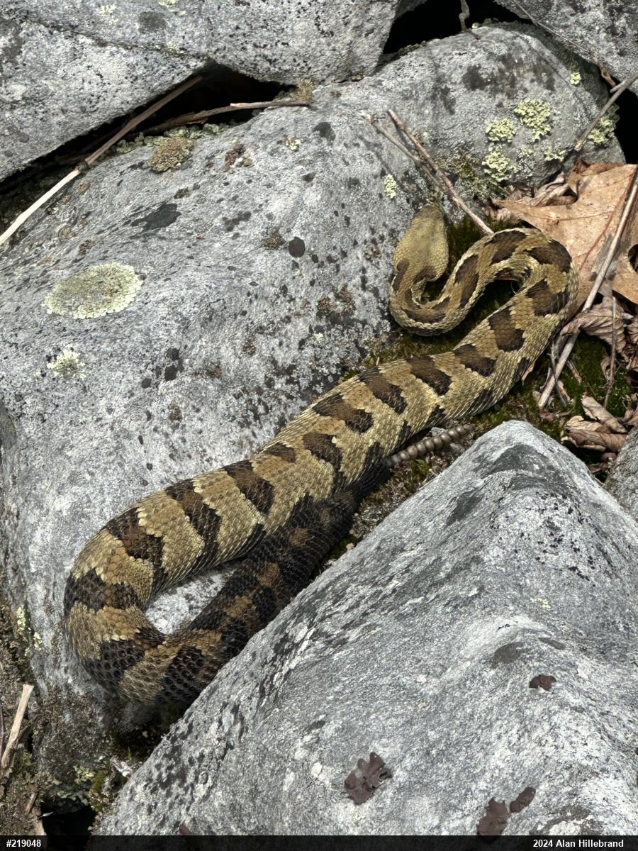 Timber Rattlesnake
