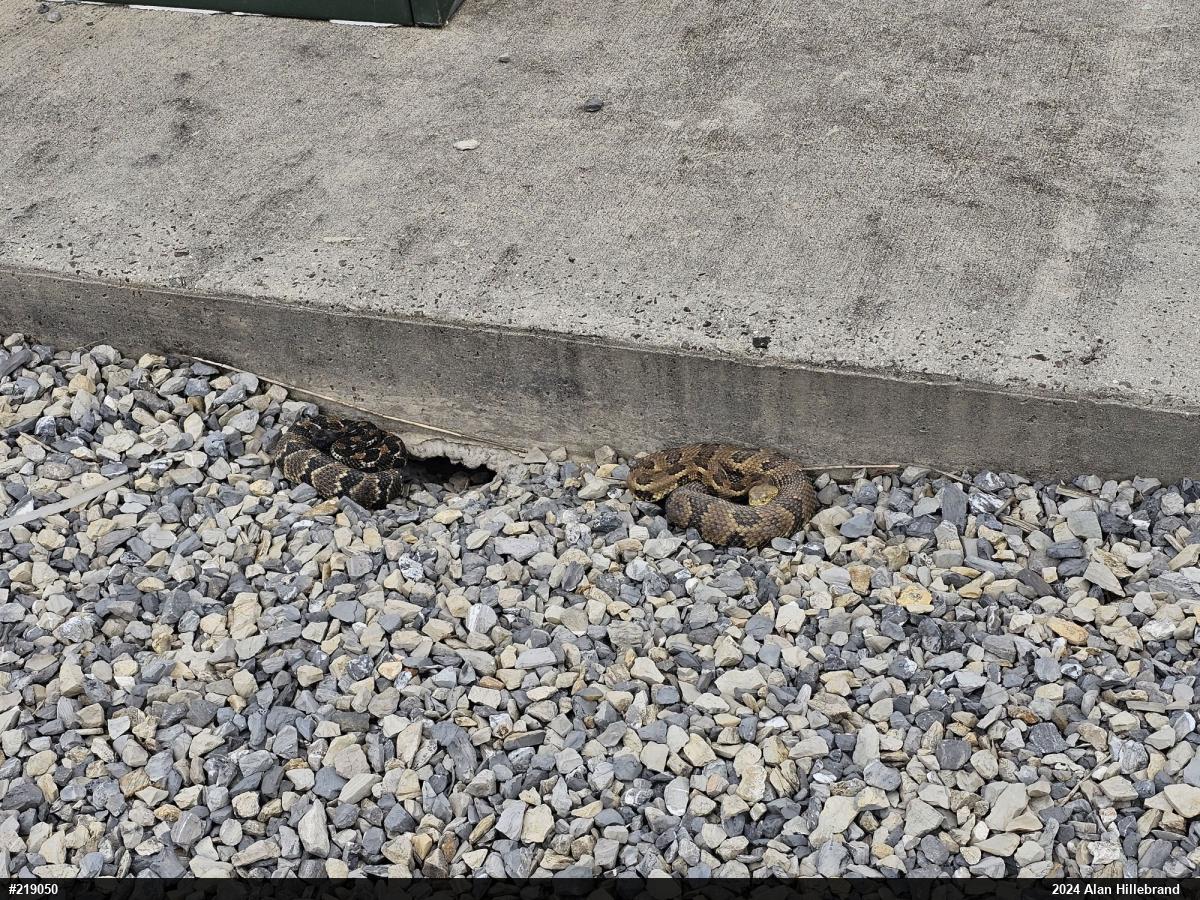 Timber Rattlesnake