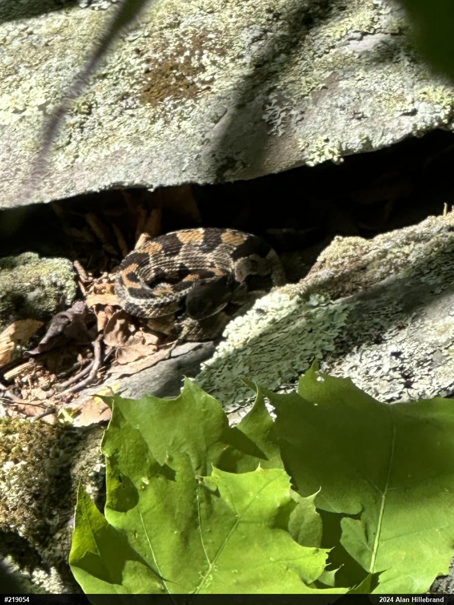 Timber Rattlesnake