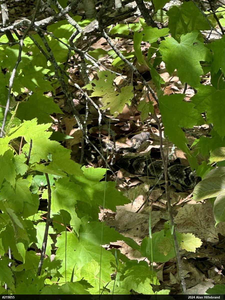 Timber Rattlesnake