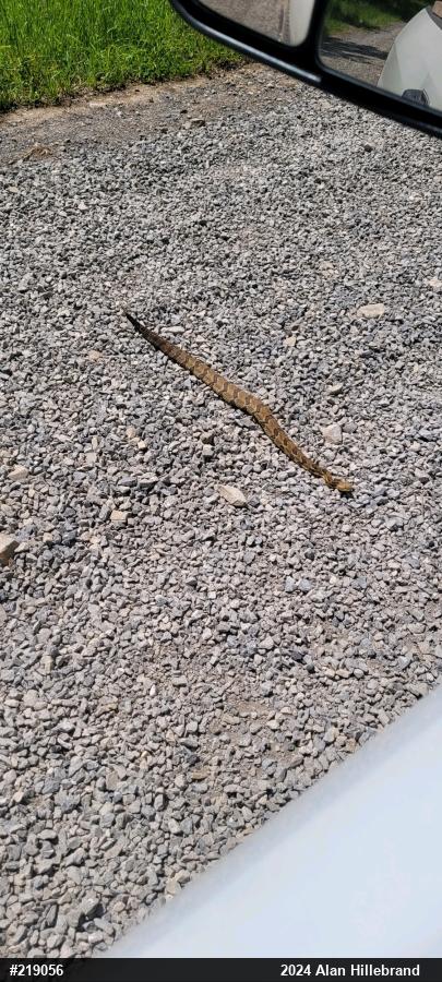 Timber Rattlesnake