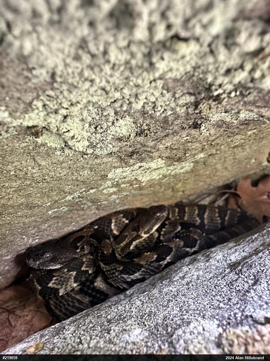 Timber Rattlesnake