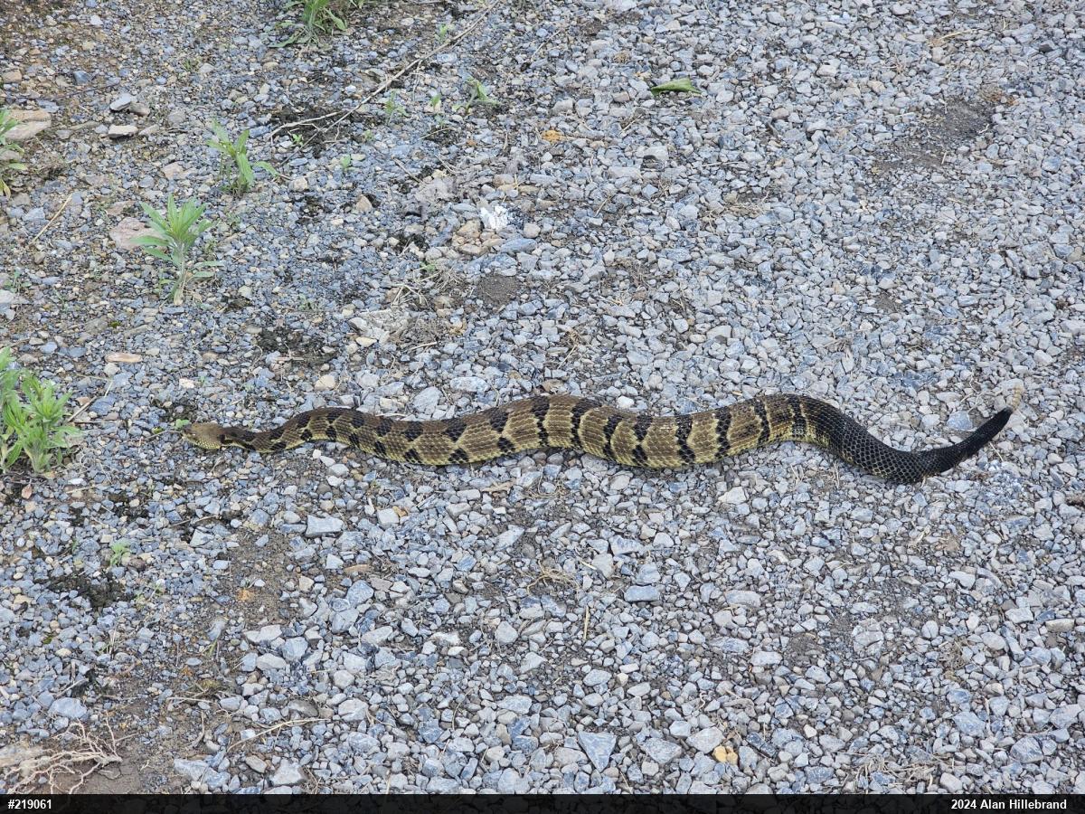 Timber Rattlesnake