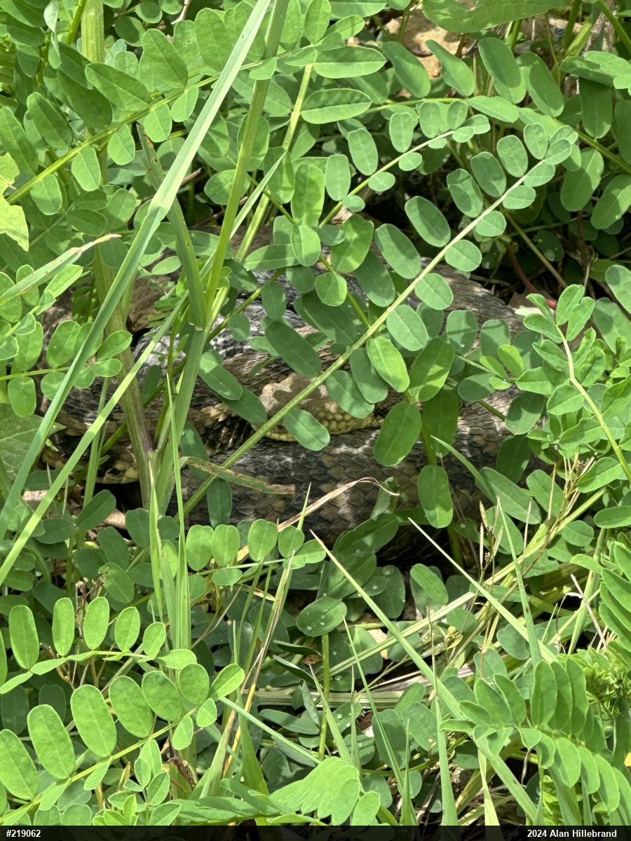 Timber Rattlesnake