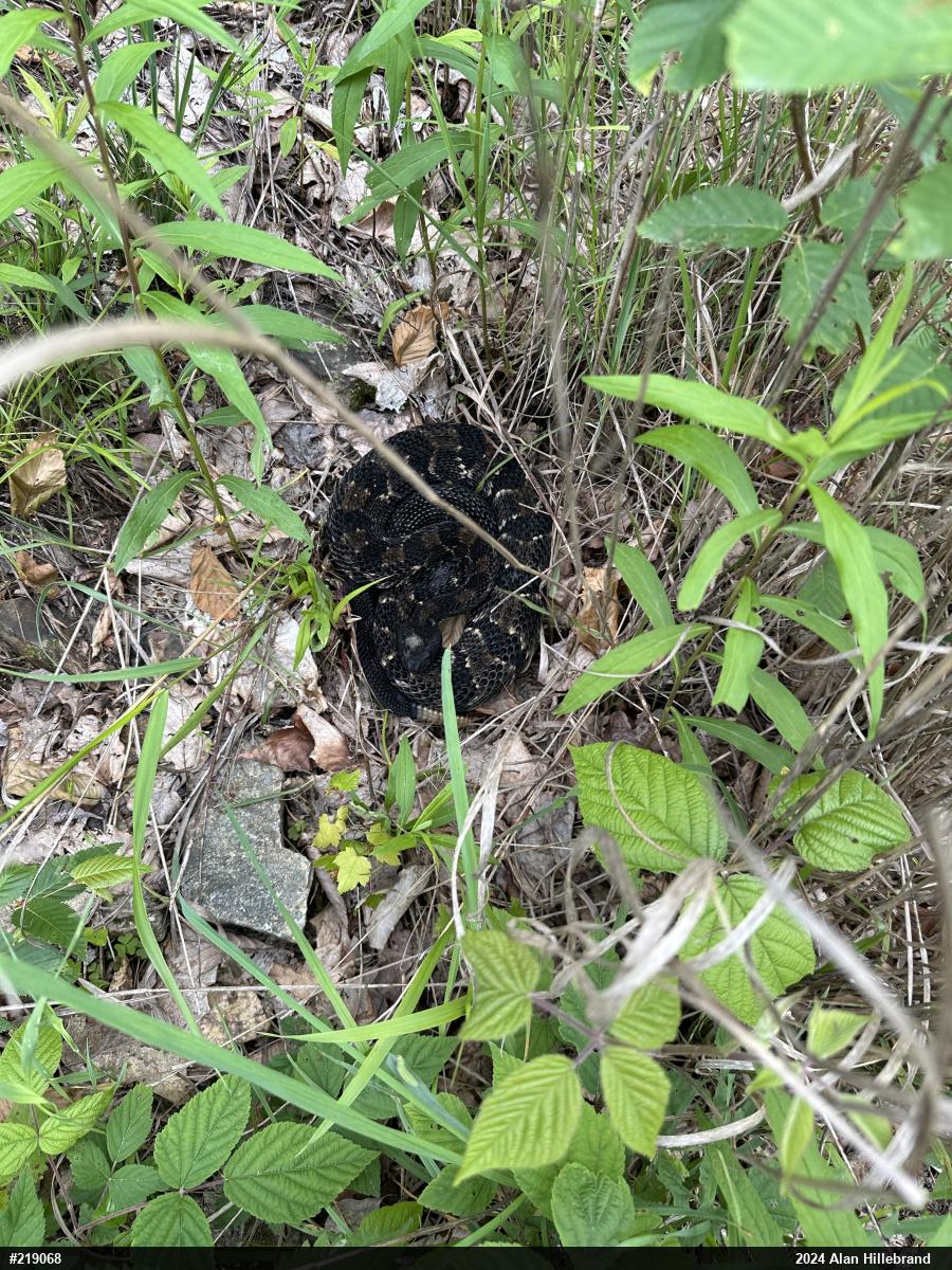 Timber Rattlesnake