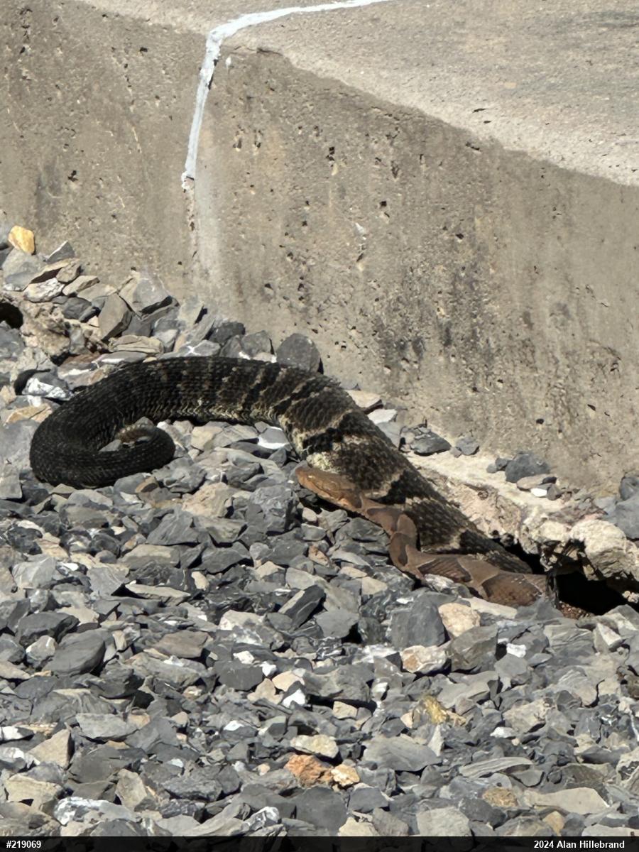 Timber Rattlesnake