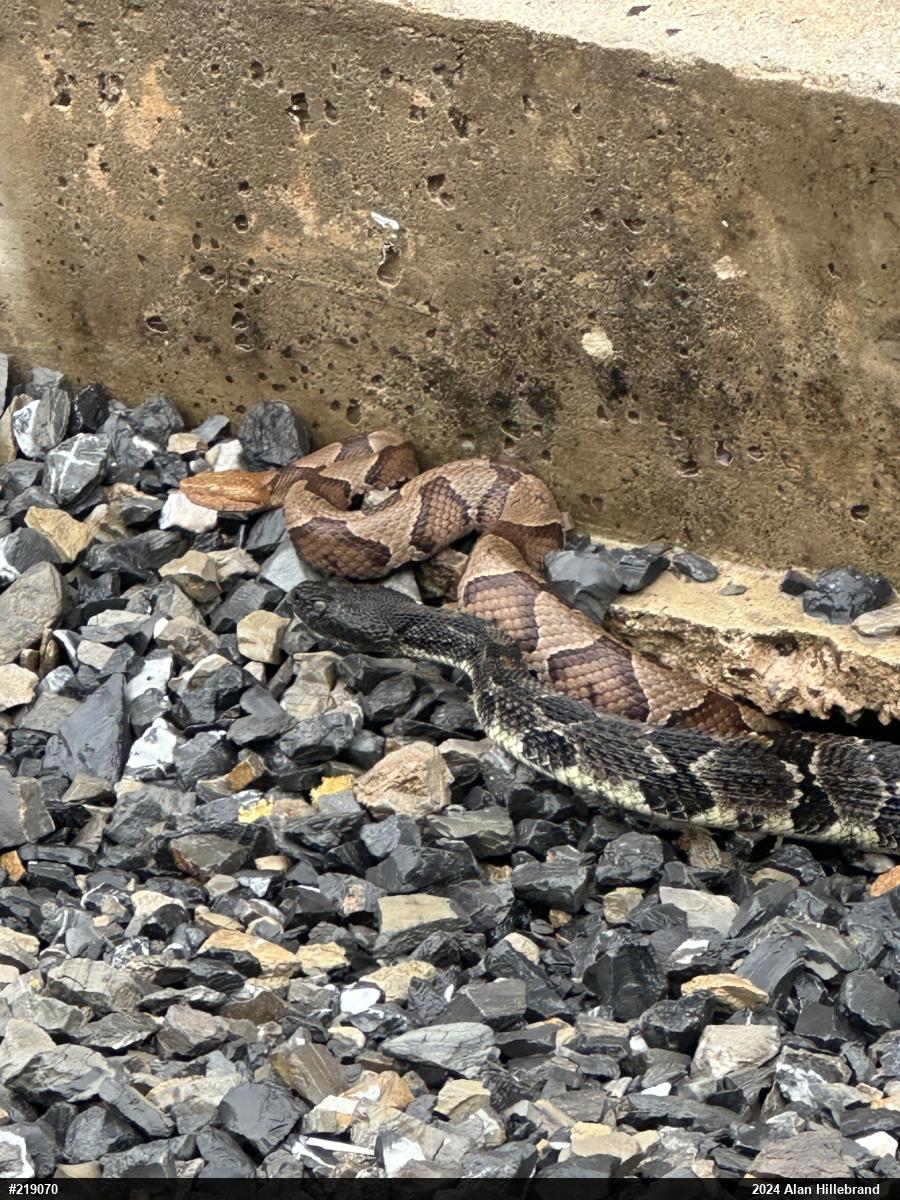 Northern Copperhead