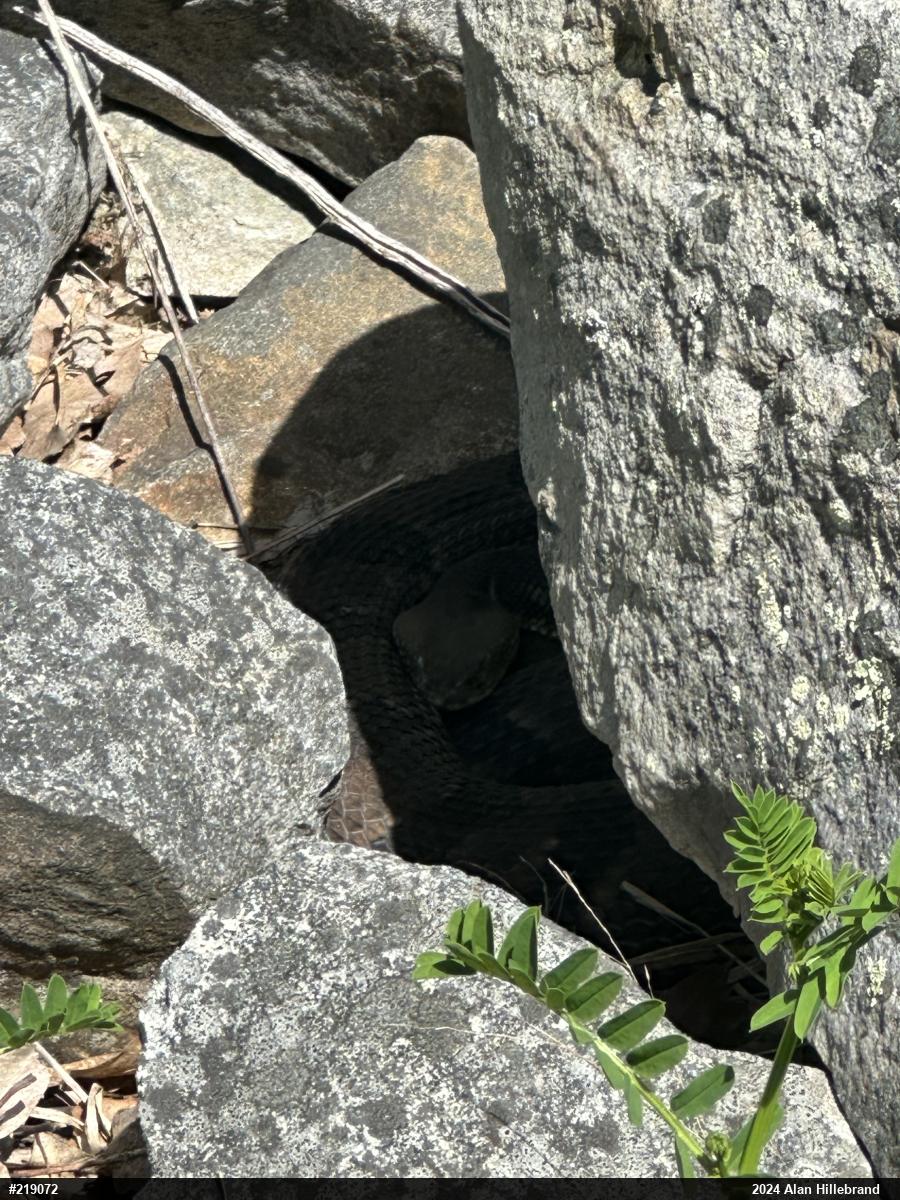 Timber Rattlesnake