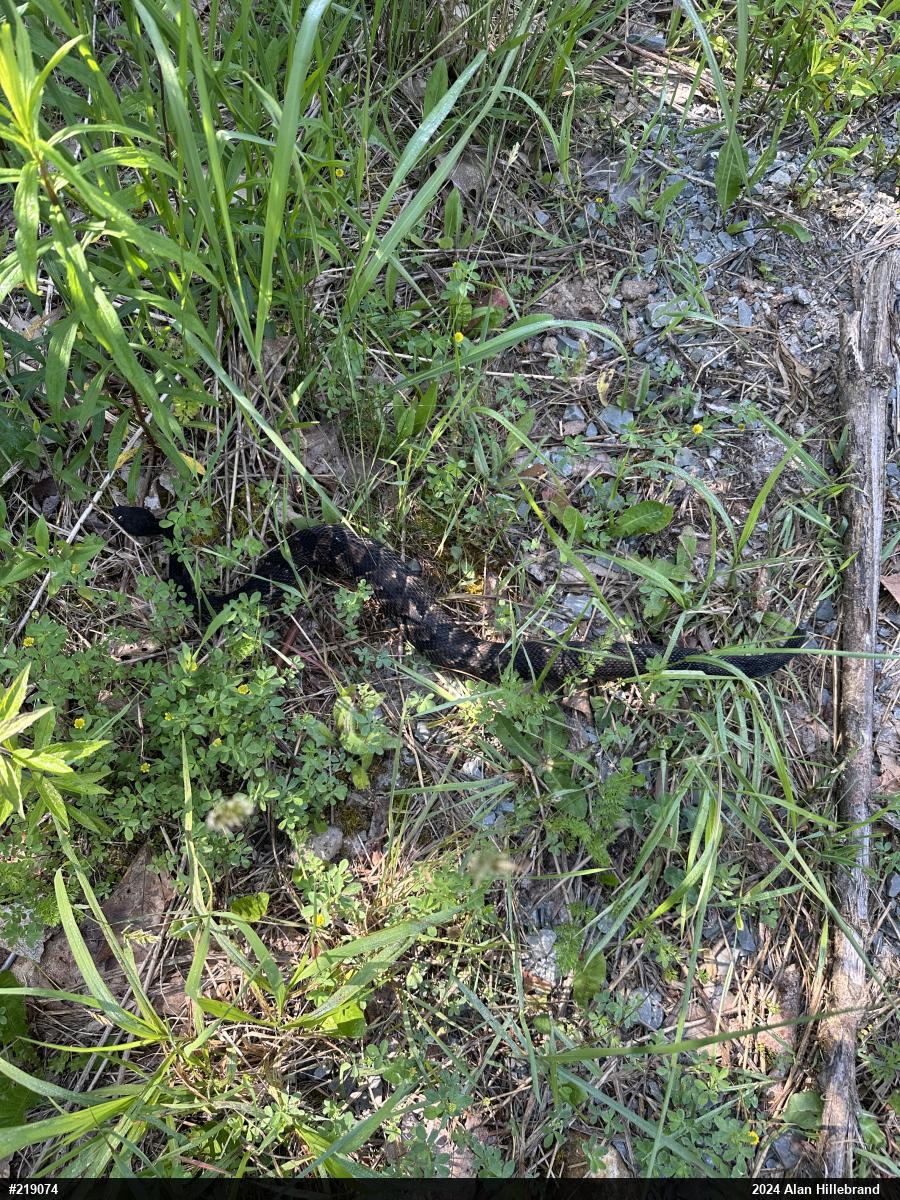 Timber Rattlesnake
