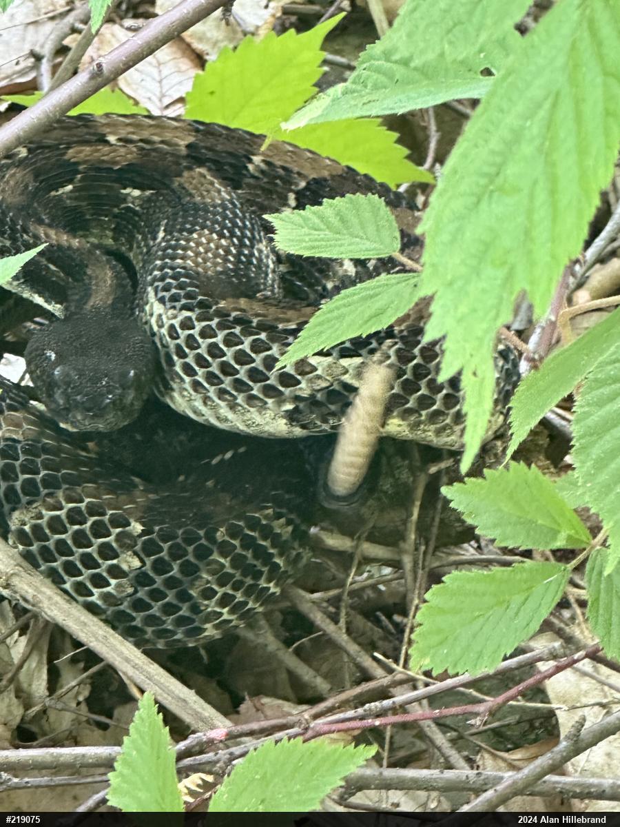 Timber Rattlesnake
