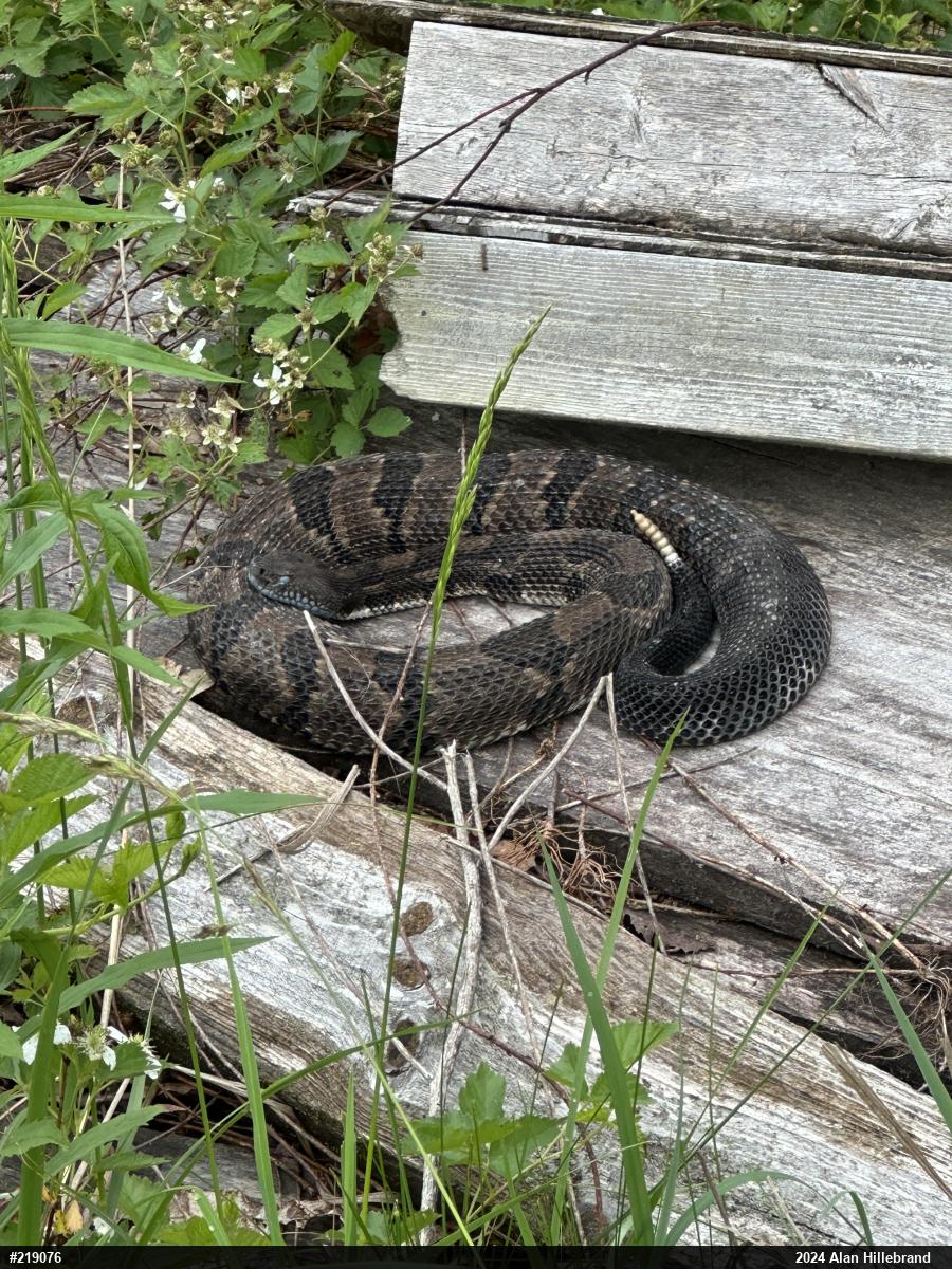 Timber Rattlesnake