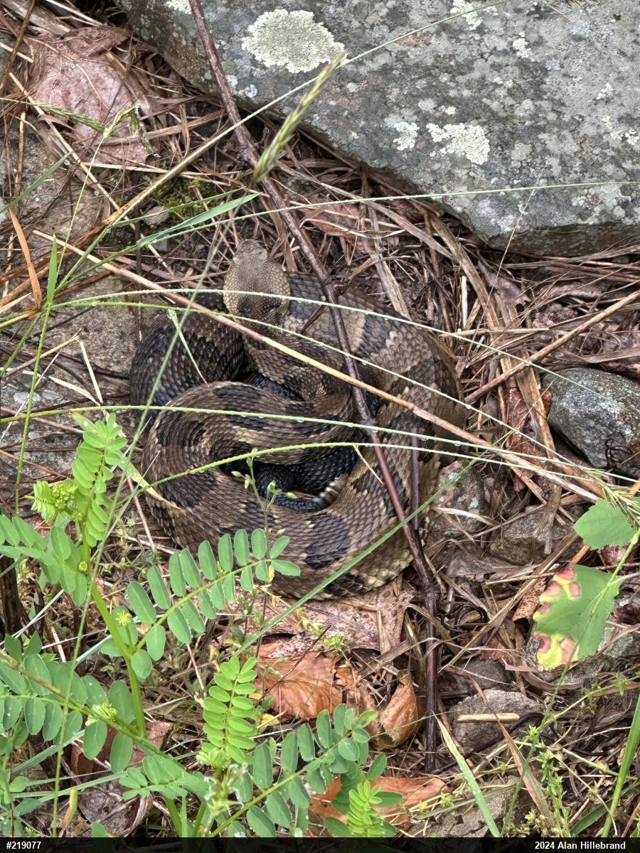 Timber Rattlesnake