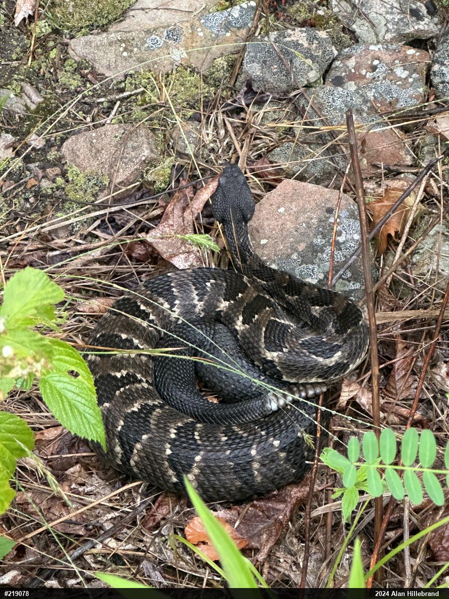 Timber Rattlesnake