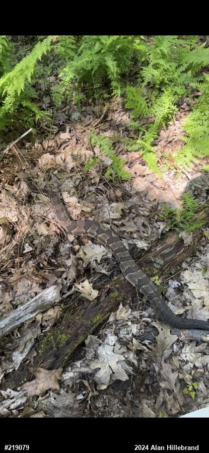 Timber Rattlesnake