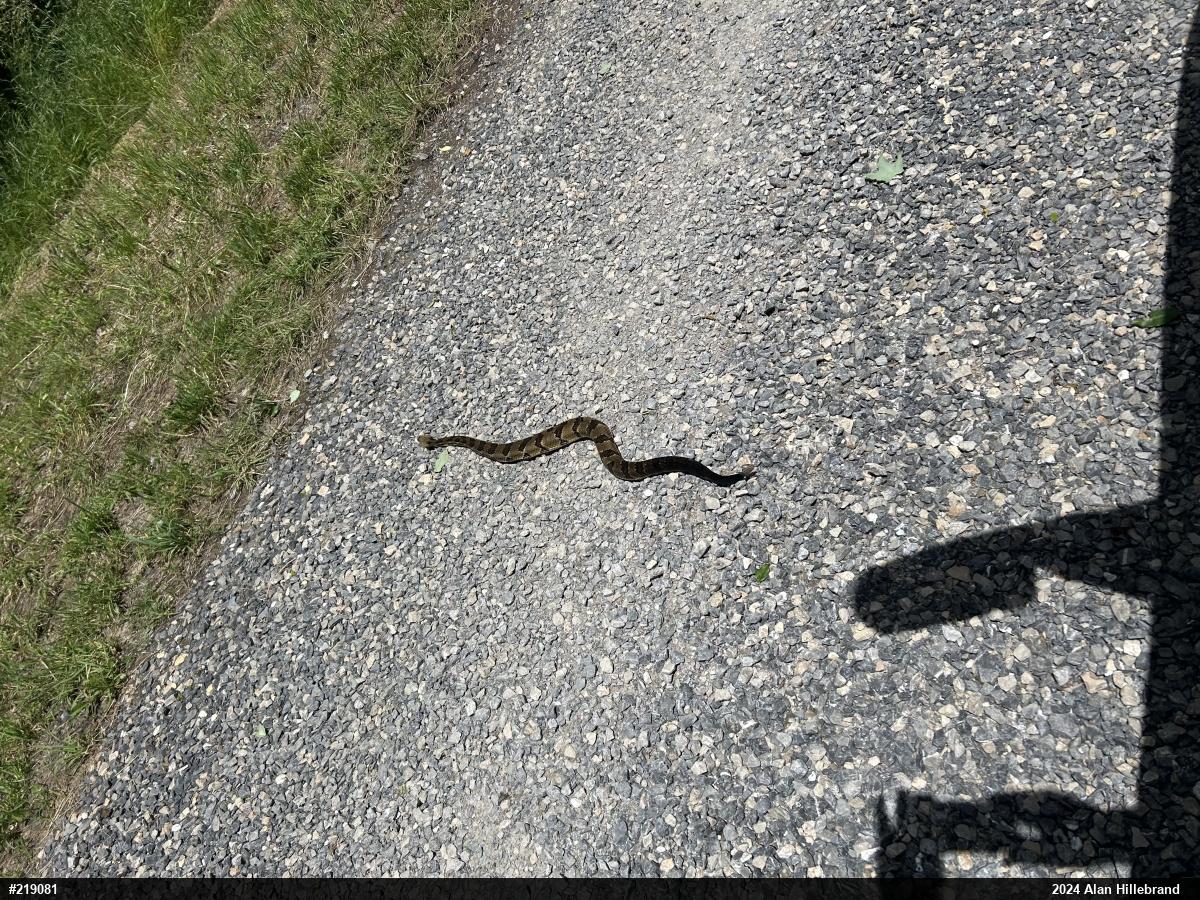 Timber Rattlesnake