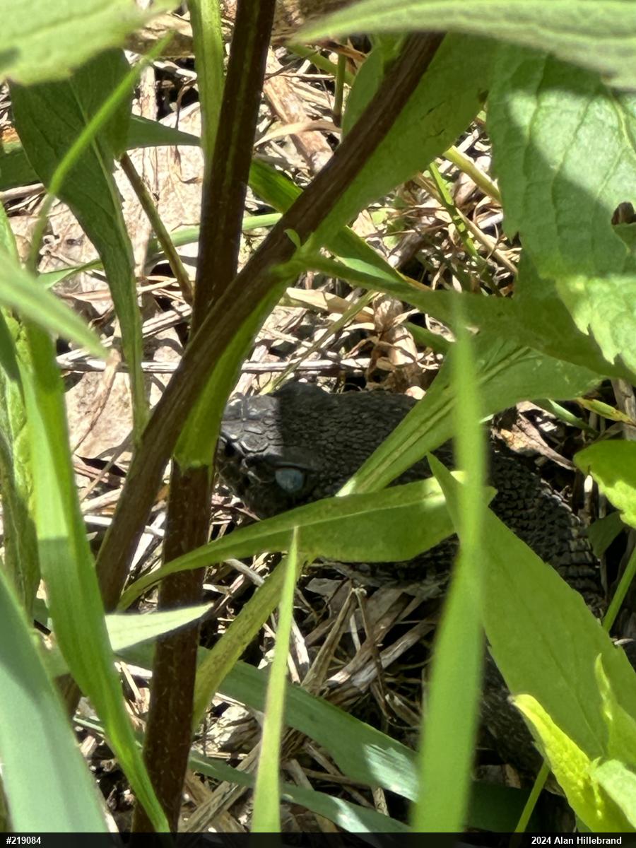 Timber Rattlesnake