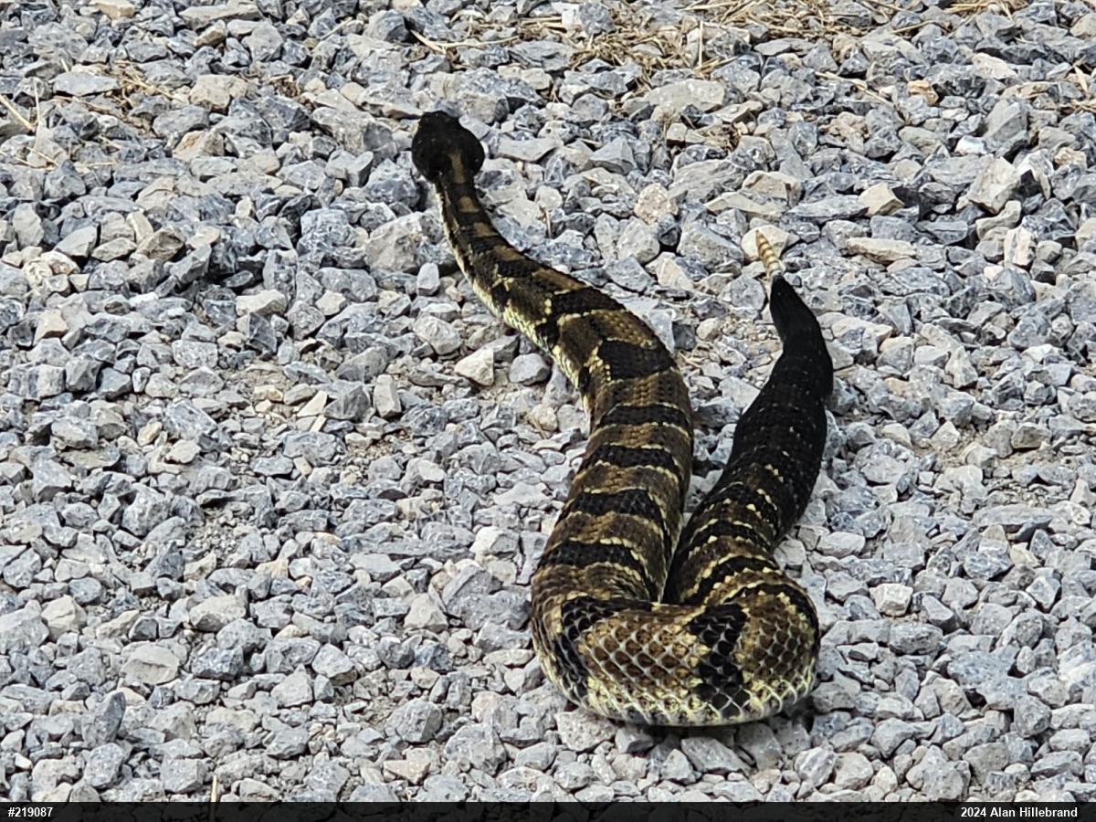 Timber Rattlesnake