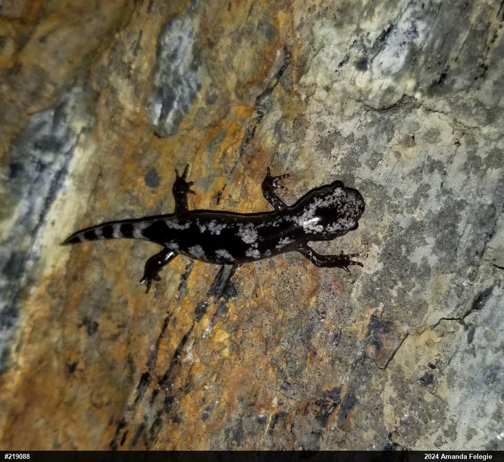 Marbled Salamander