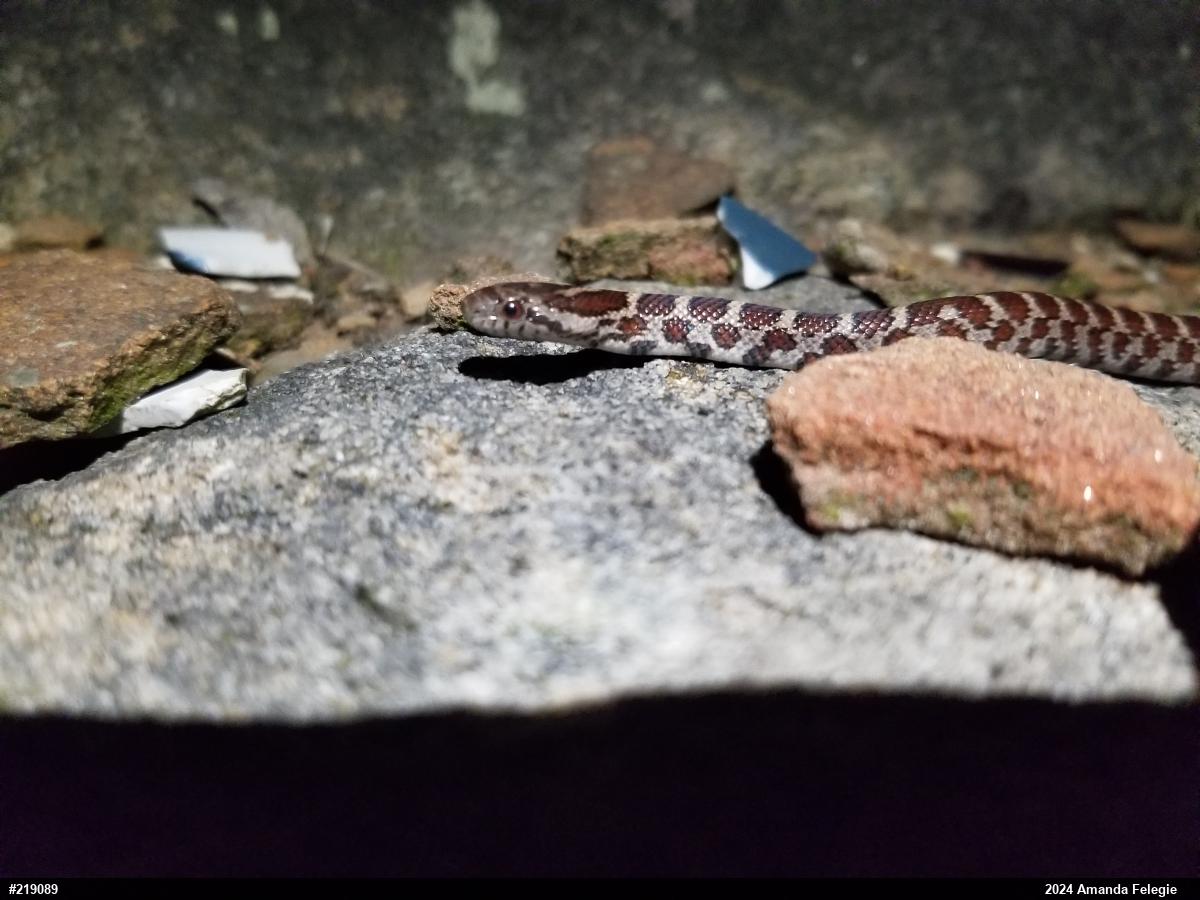 Eastern Milksnake