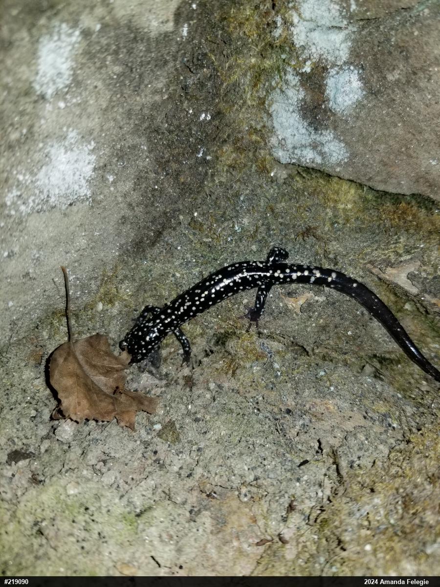 Northern Slimy Salamander