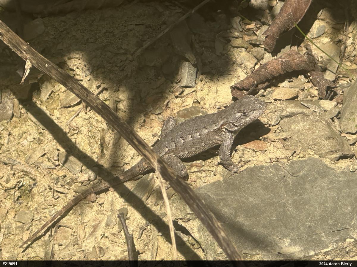 Eastern Fence Lizard