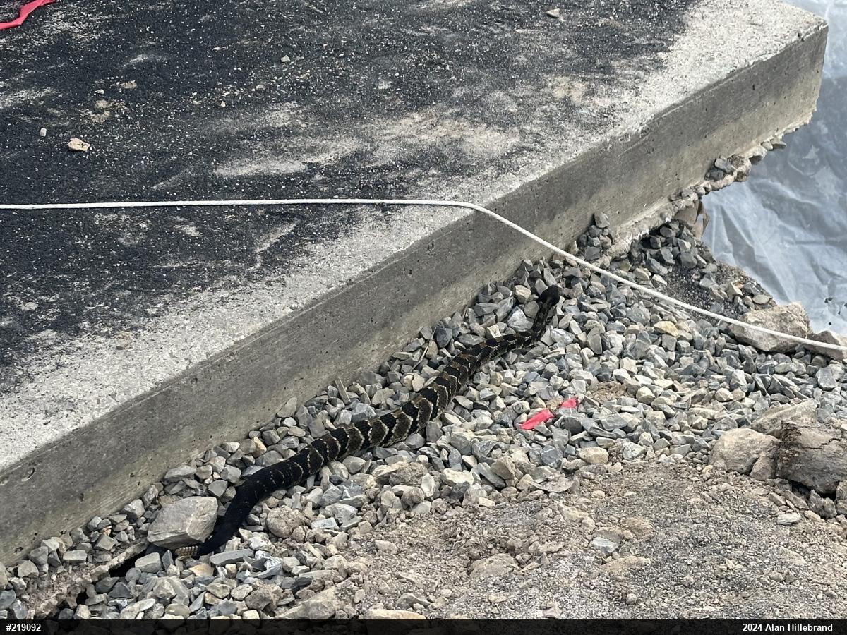 Timber Rattlesnake