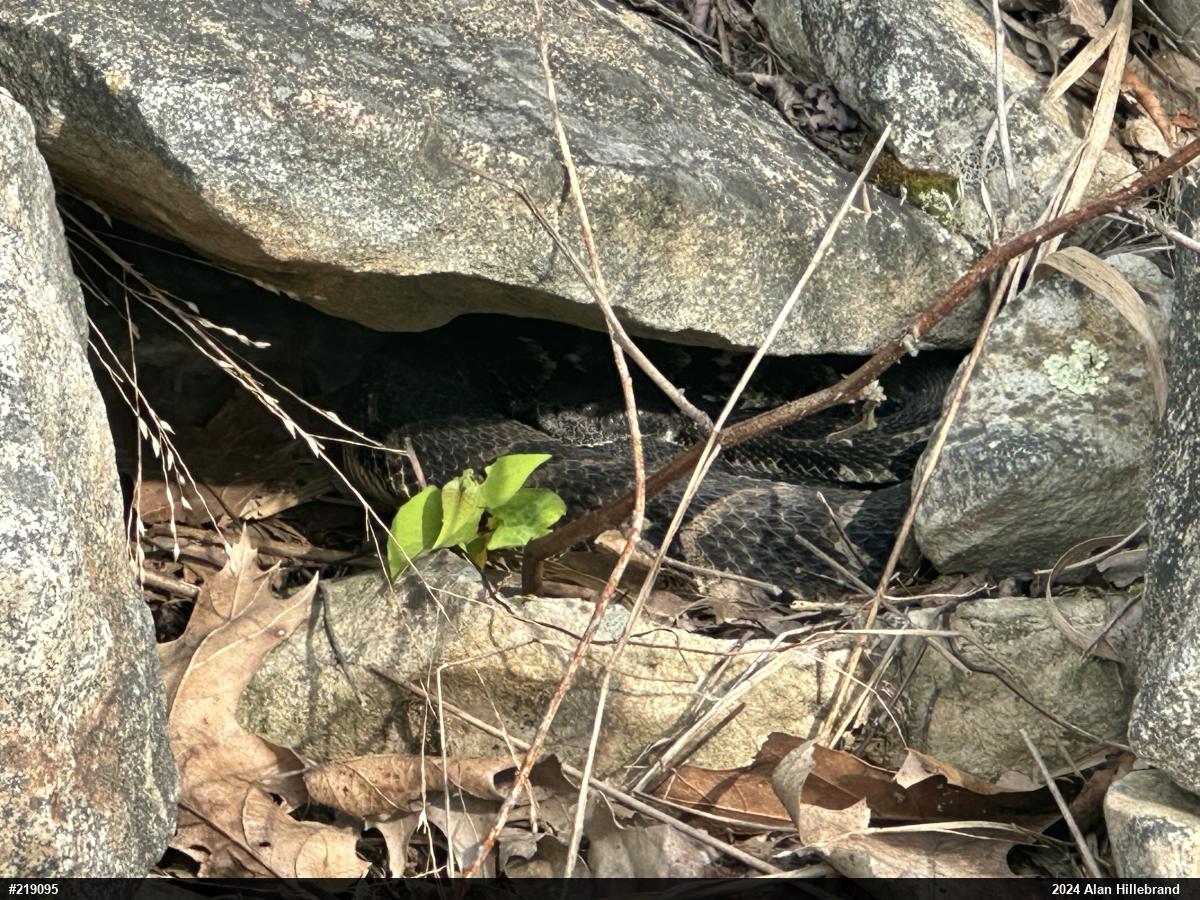 Timber Rattlesnake