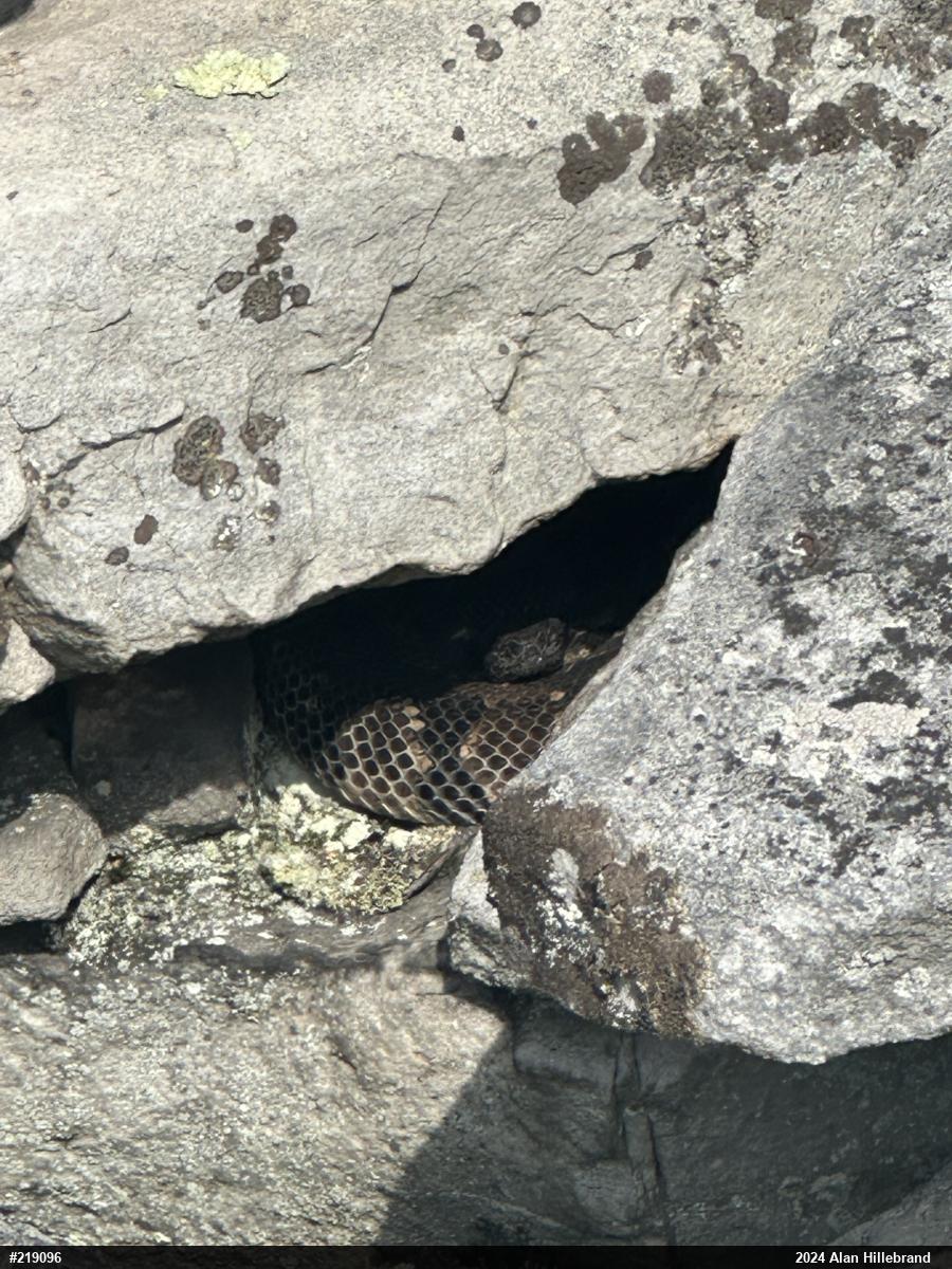 Timber Rattlesnake
