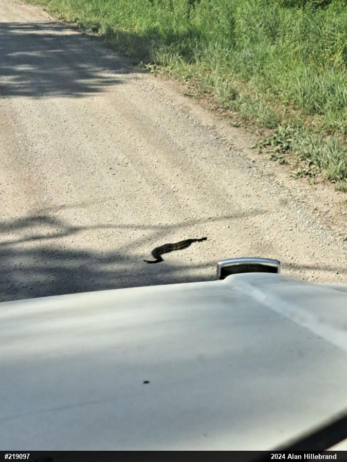 Timber Rattlesnake