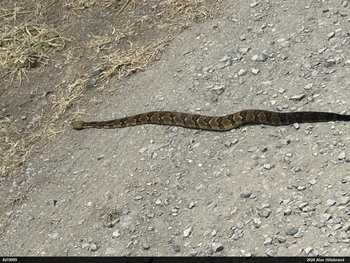 Timber Rattlesnake