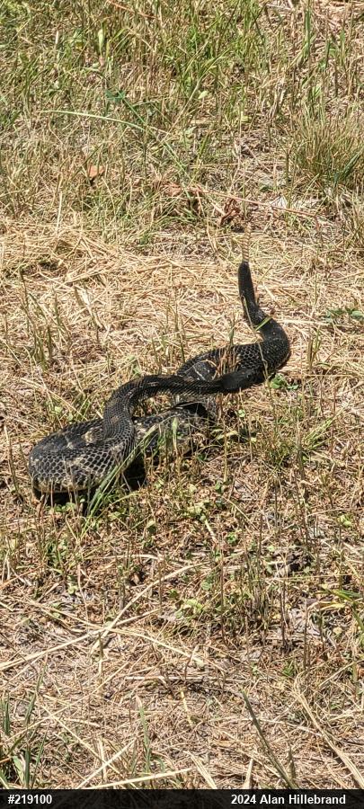 Timber Rattlesnake