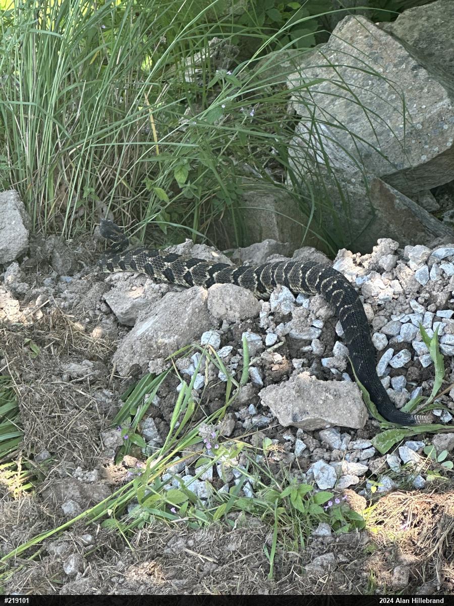 Timber Rattlesnake