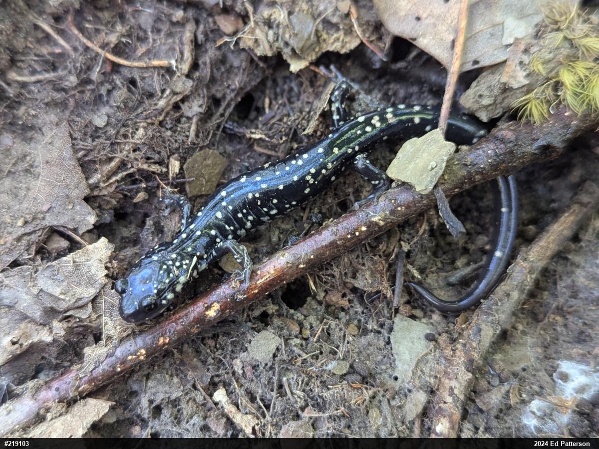 Northern Slimy Salamander