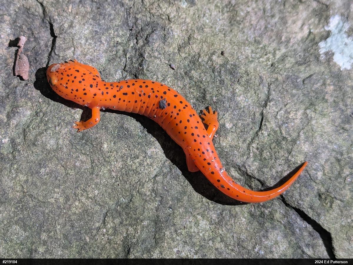 Northern Red Salamander