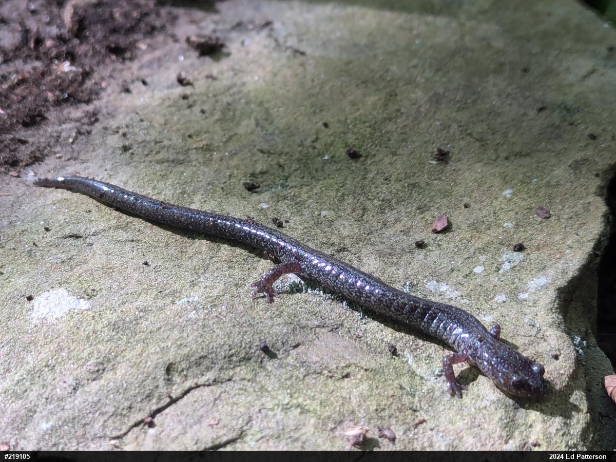 Valley And Ridge Salamander