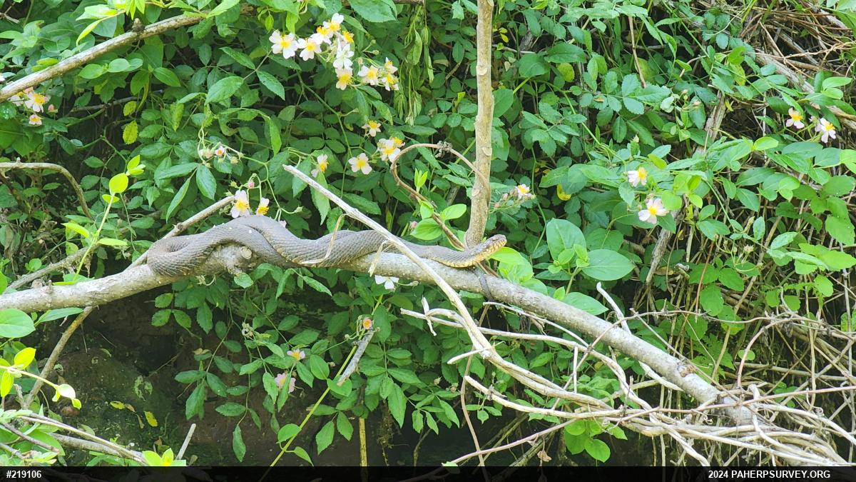 Northern Watersnake