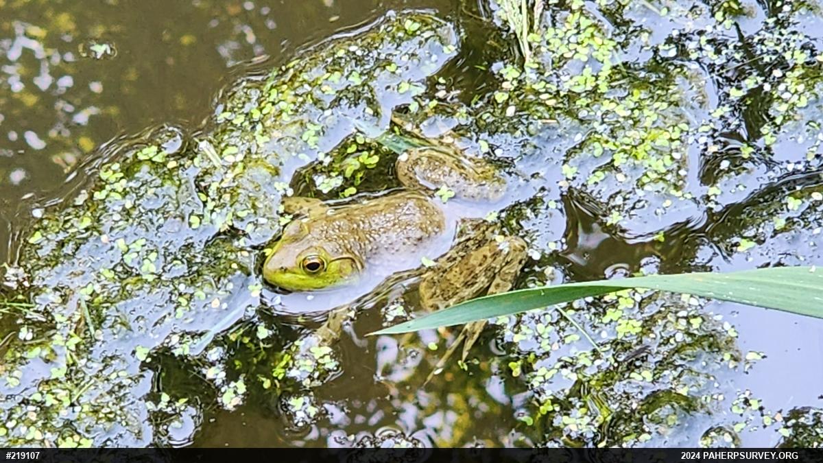 American Bullfrog