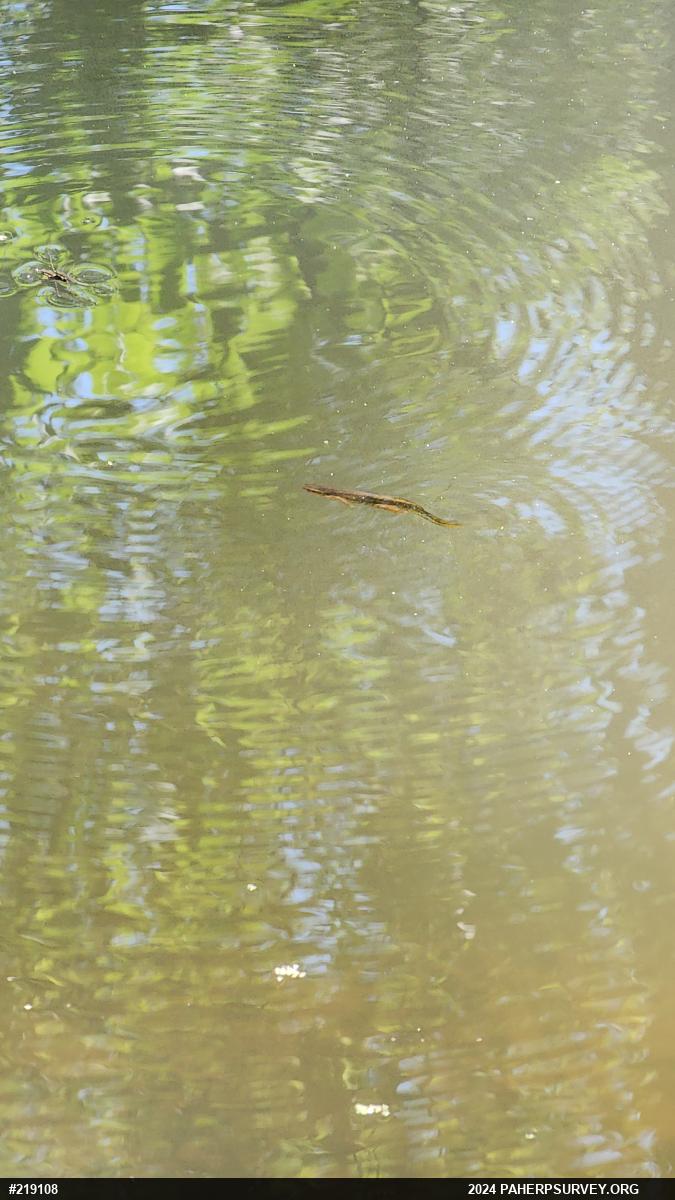 Red-spotted Newt