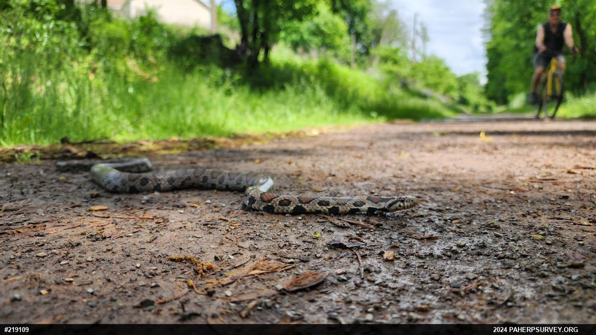 Eastern Milksnake