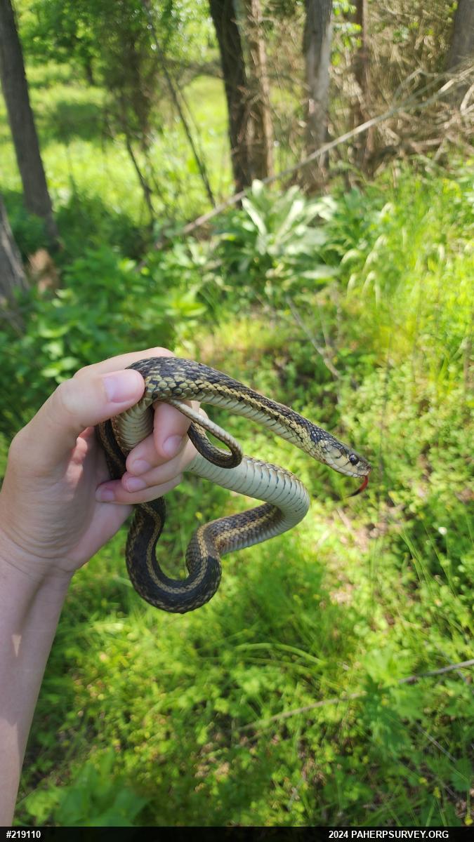Eastern Gartersnake
